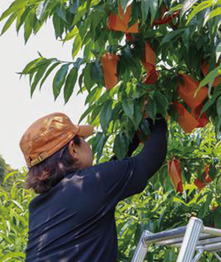モモナピーチファームで桃の袋掛け